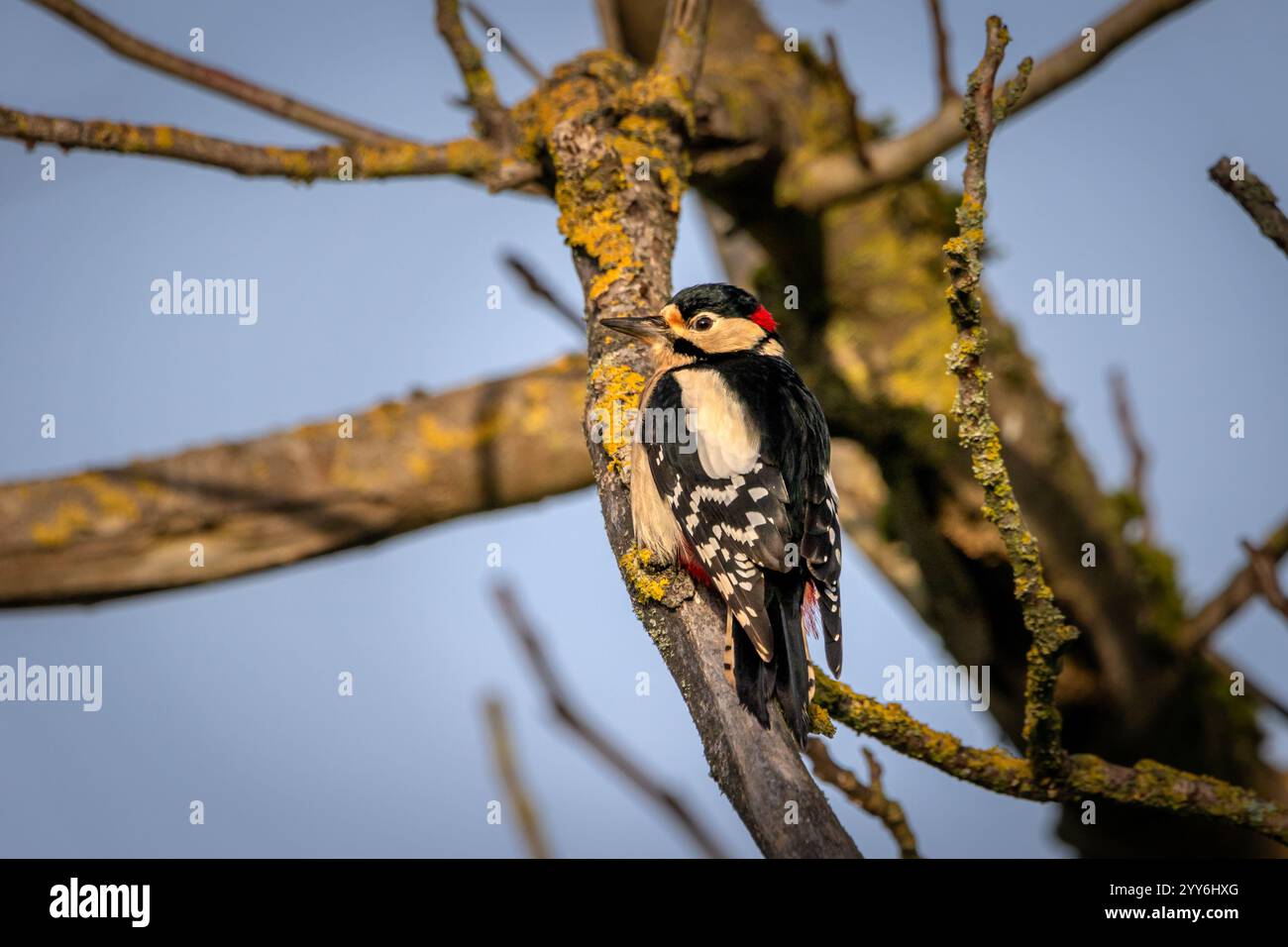 A male, Great spotted woodpecker (Dendrocopos major) perched on a tree branch searching for food. Stock Photo