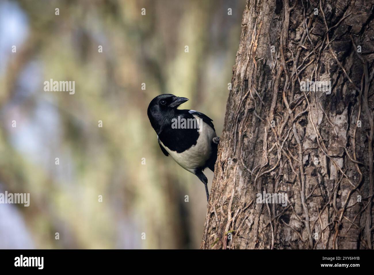 A Eurasian Magpie (Pica pica). Stock Photo
