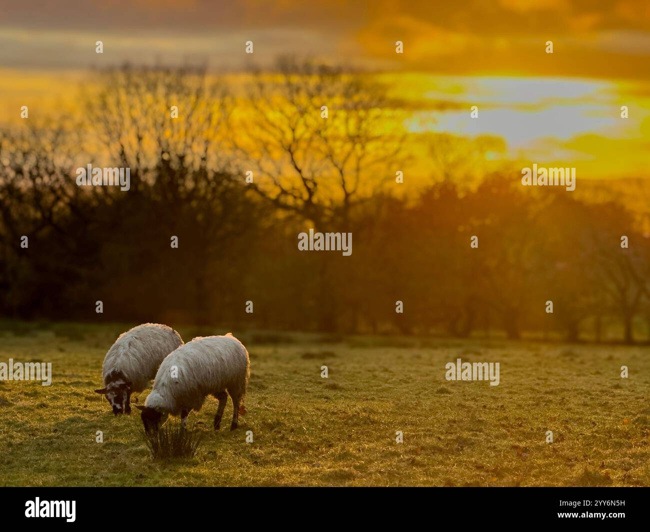 Sheep grazing in field at sunset at Adlington near Chorley, Lancashire - Smartphone Captured Stock Image