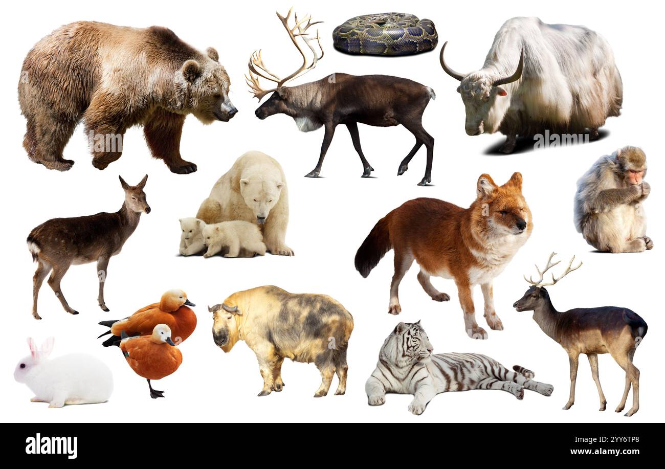 animal collection asia Stock Photo - Alamy