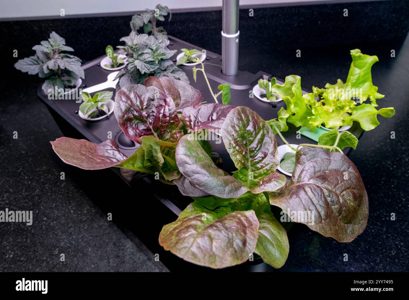 Issaquah, Washington, USA.  Home indoor garden that uses hydroponics to grow vegetables.  Plants include: Red Romaine lettuce, Cucamelon, Grand Rapids Stock Photo