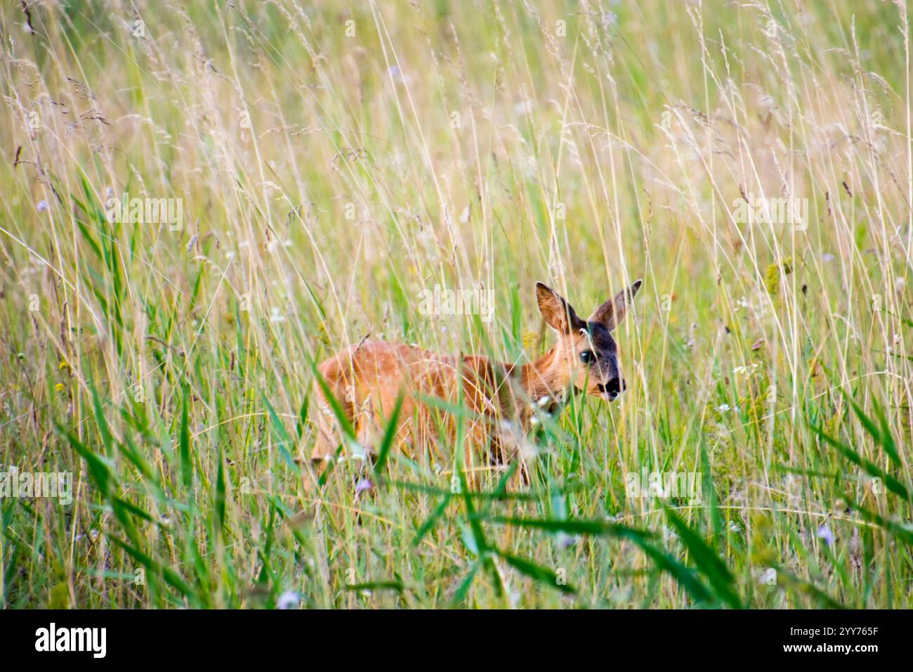 Roe deer fawn in the field, its scientific name is Capreolus capreolus ...