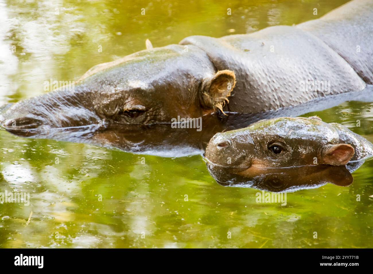 Pygmy Hippo Baby And Mother Its Scientific Name Is Choeropsis Pygmy Hippo Baby And Mother Its Scientific Name Is Choeropsis