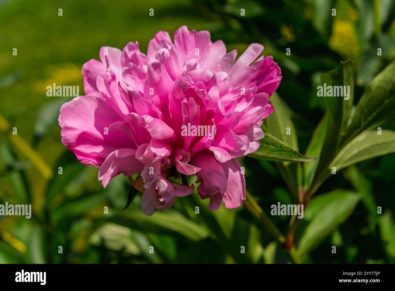Pink flower of common peony in a garden Stock Photo - Alamy