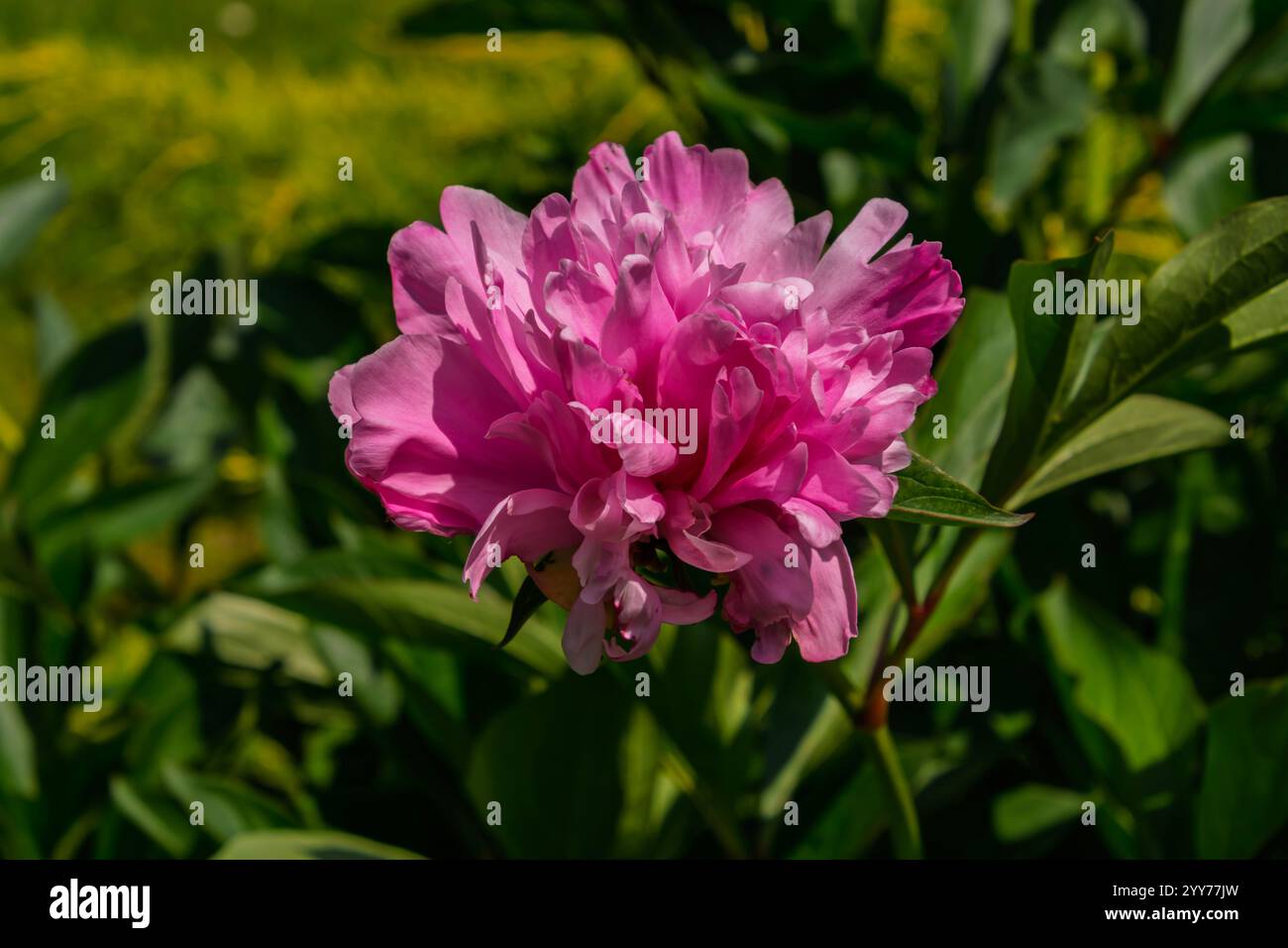 Pink flower of common peony in a garden Stock Photo - Alamy