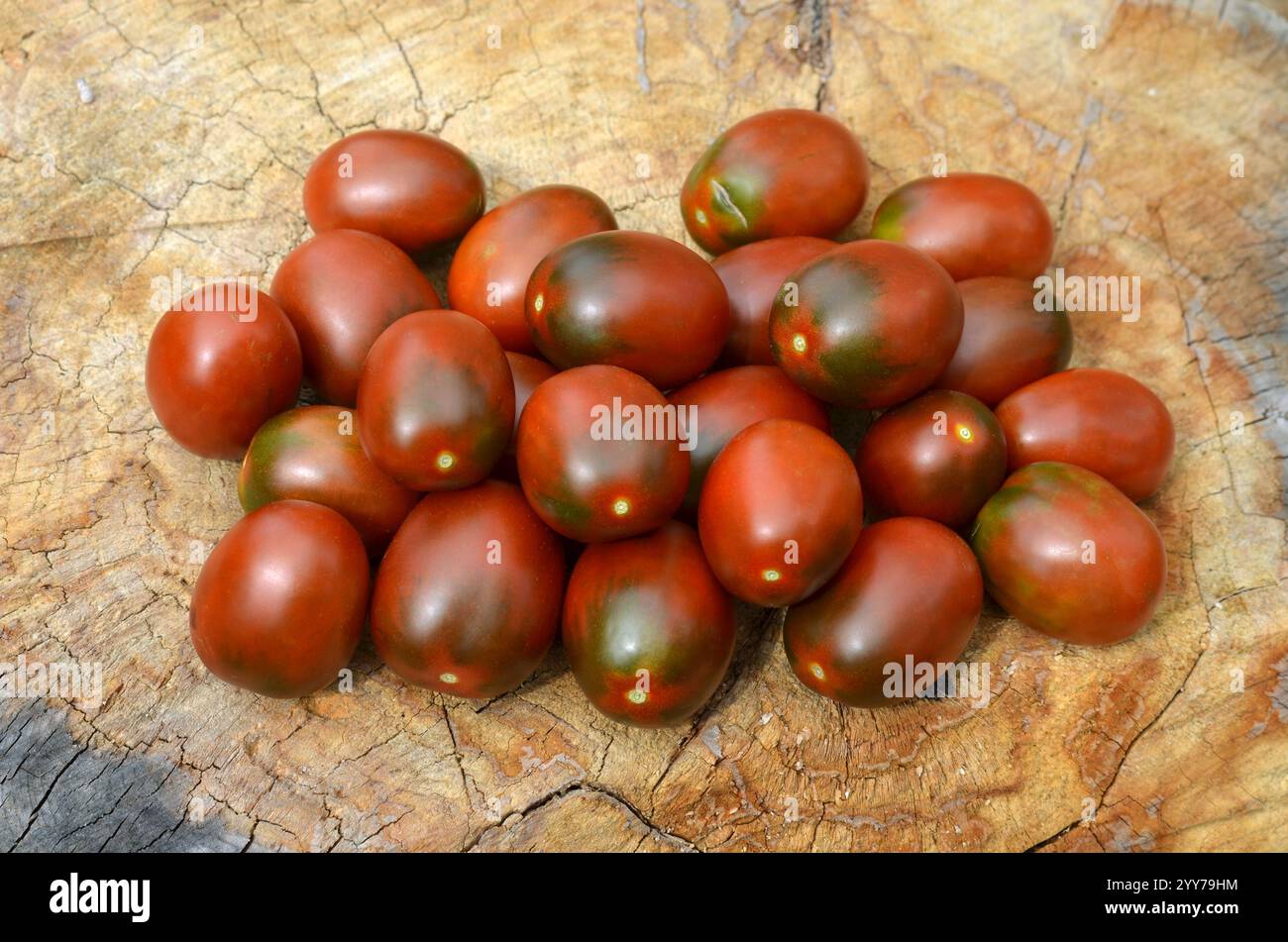 Group of small ripe plum tomatoes of De-Barao variety on an old tree stump as a background. Concept of growing varietal tomatoes. Stock Photo