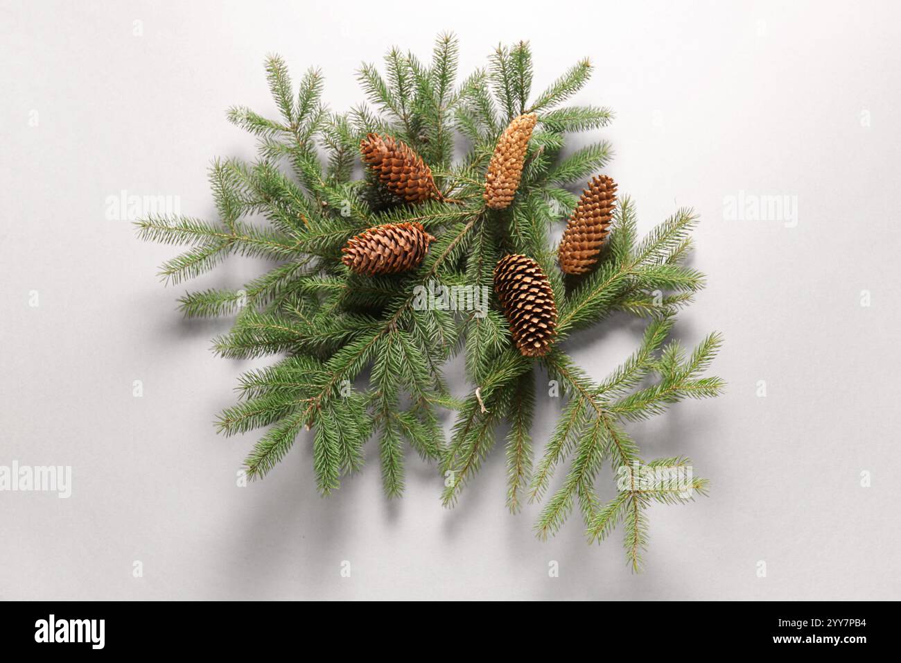Pine cones and fir branches on light background Stock Photo - Alamy