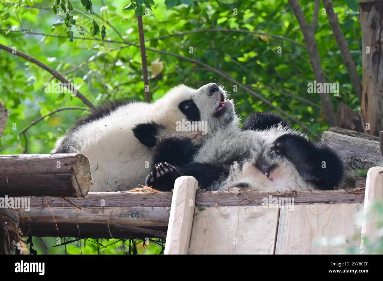 Giant panda cubs attract tourists in Chengdu City, southwest China's