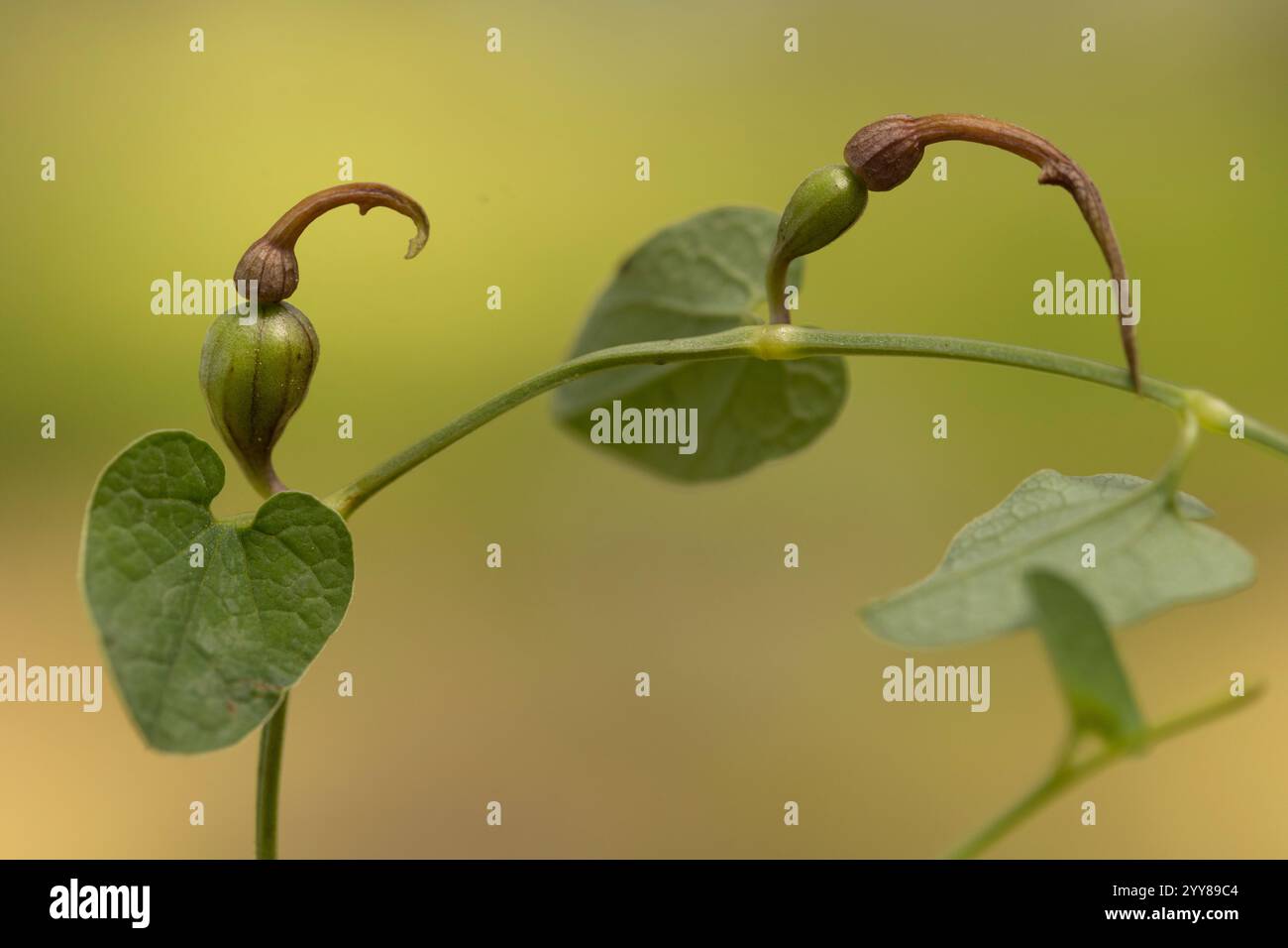 Cretan wild flower hi-res stock photography and images - Alamy
