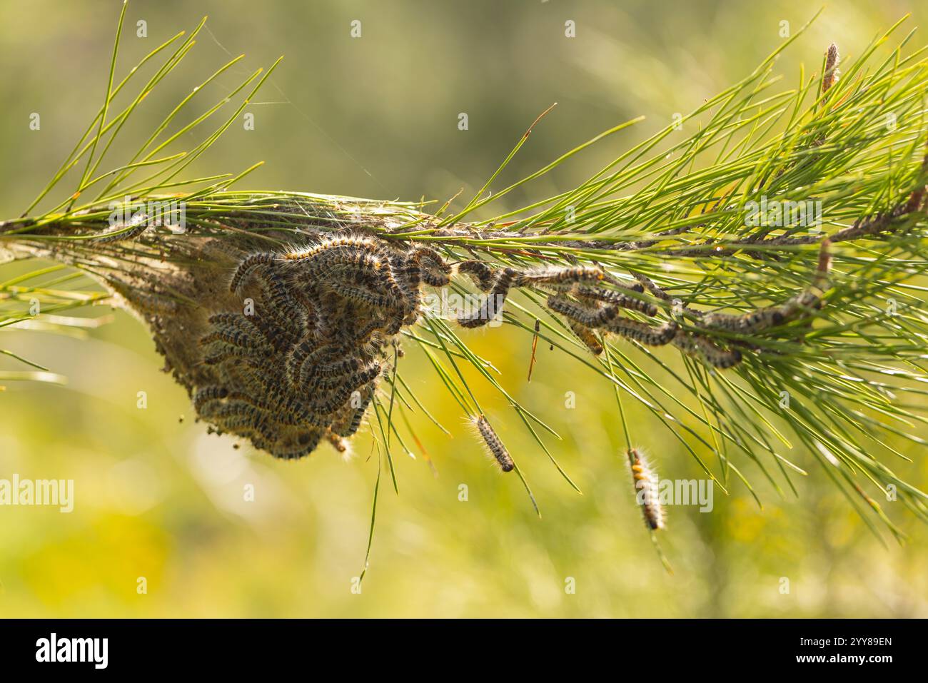 Pine processionary caterpillar nest. Spun web nest of the pine ...