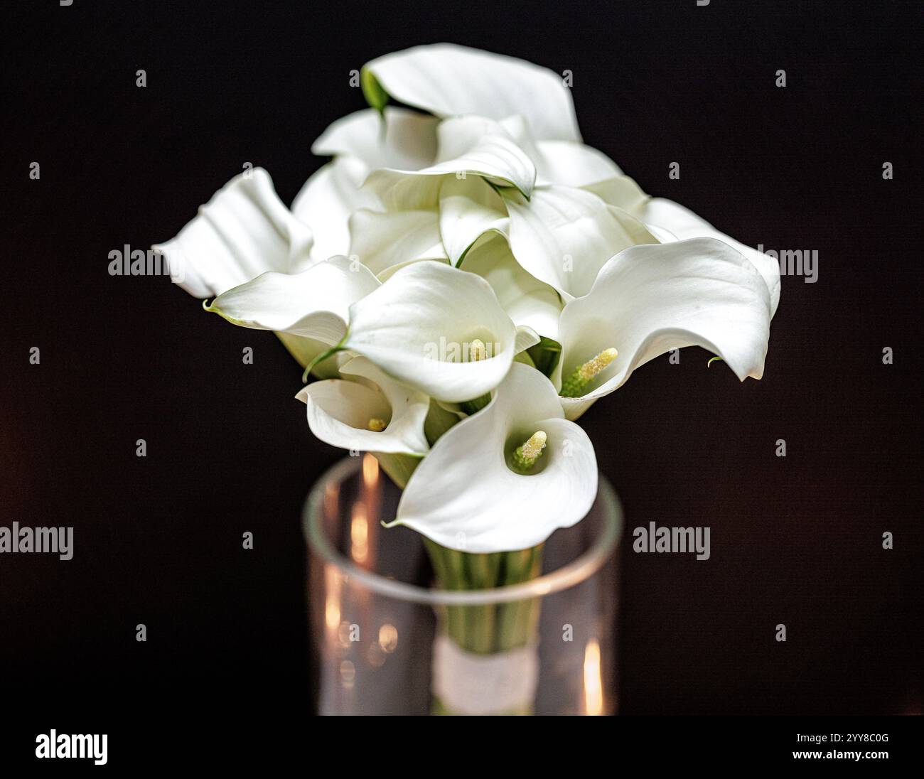 Spring Wedding Elegance: White Calla Lilies in a Modern Vase Stock ...