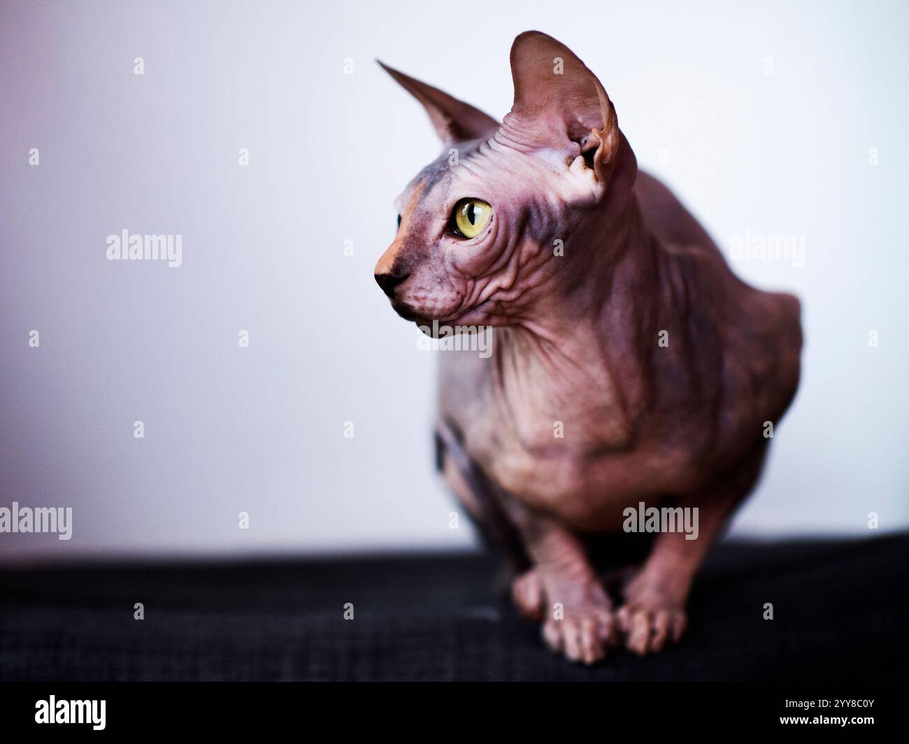 Cute cat full body hi-res stock photography and images - Alamy