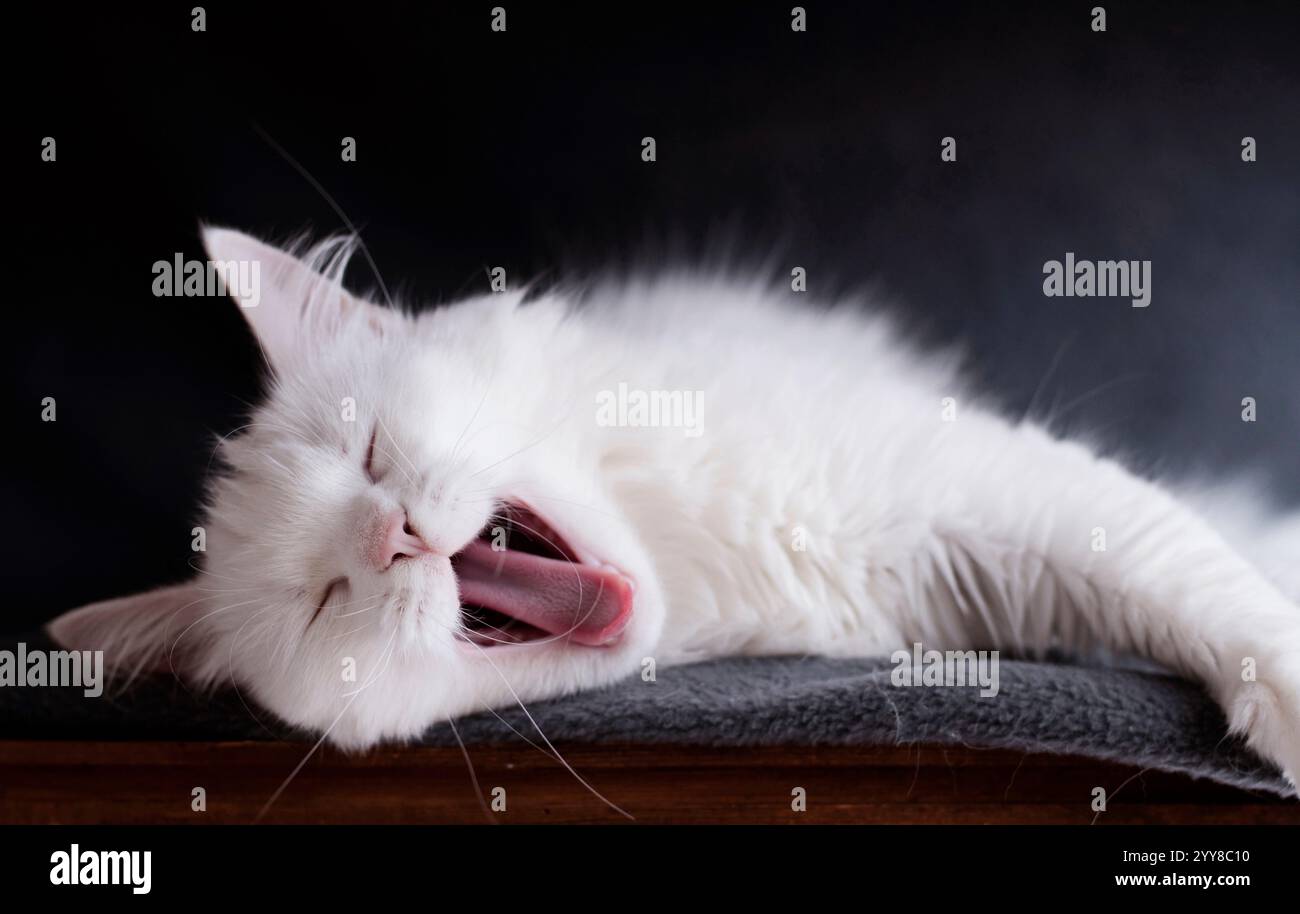 Yawning White cat on a blanket Stock Photo