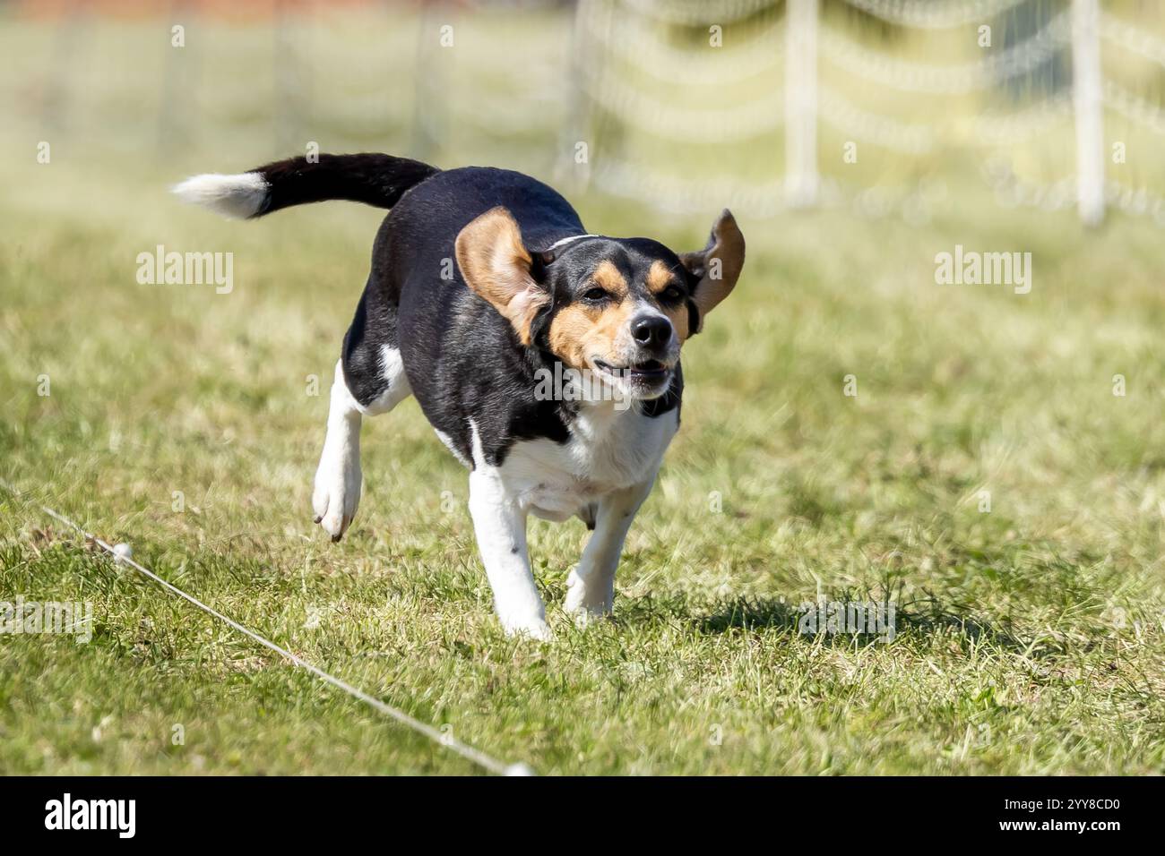 Tri Color Running Purebred tricolor beagle running hi-res stock photography and images ...