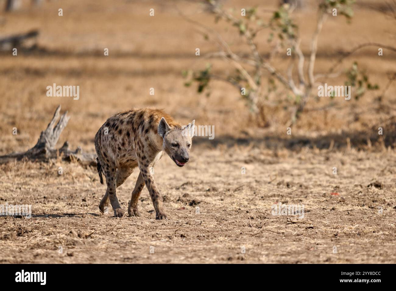 Spotted Hyena Crocuta Crocuta South Luangwa National Park Mfuwe spotted-hyena-crocuta-crocuta-south-luangwa-national-park-mfuwe