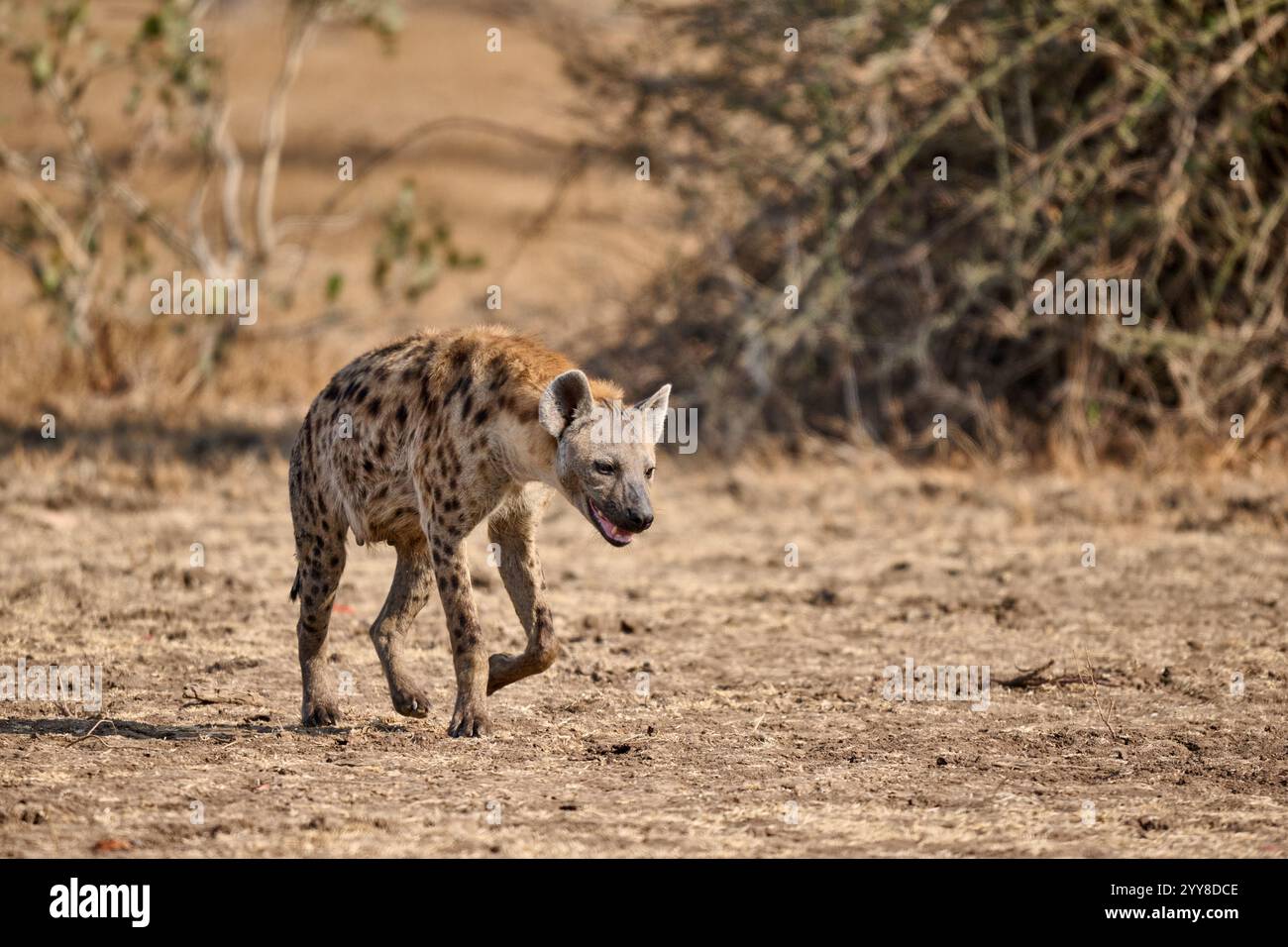 Spotted Hyena Crocuta Crocuta South Luangwa National Park Mfuwe spotted-hyena-crocuta-crocuta-south-luangwa-national-park-mfuwe