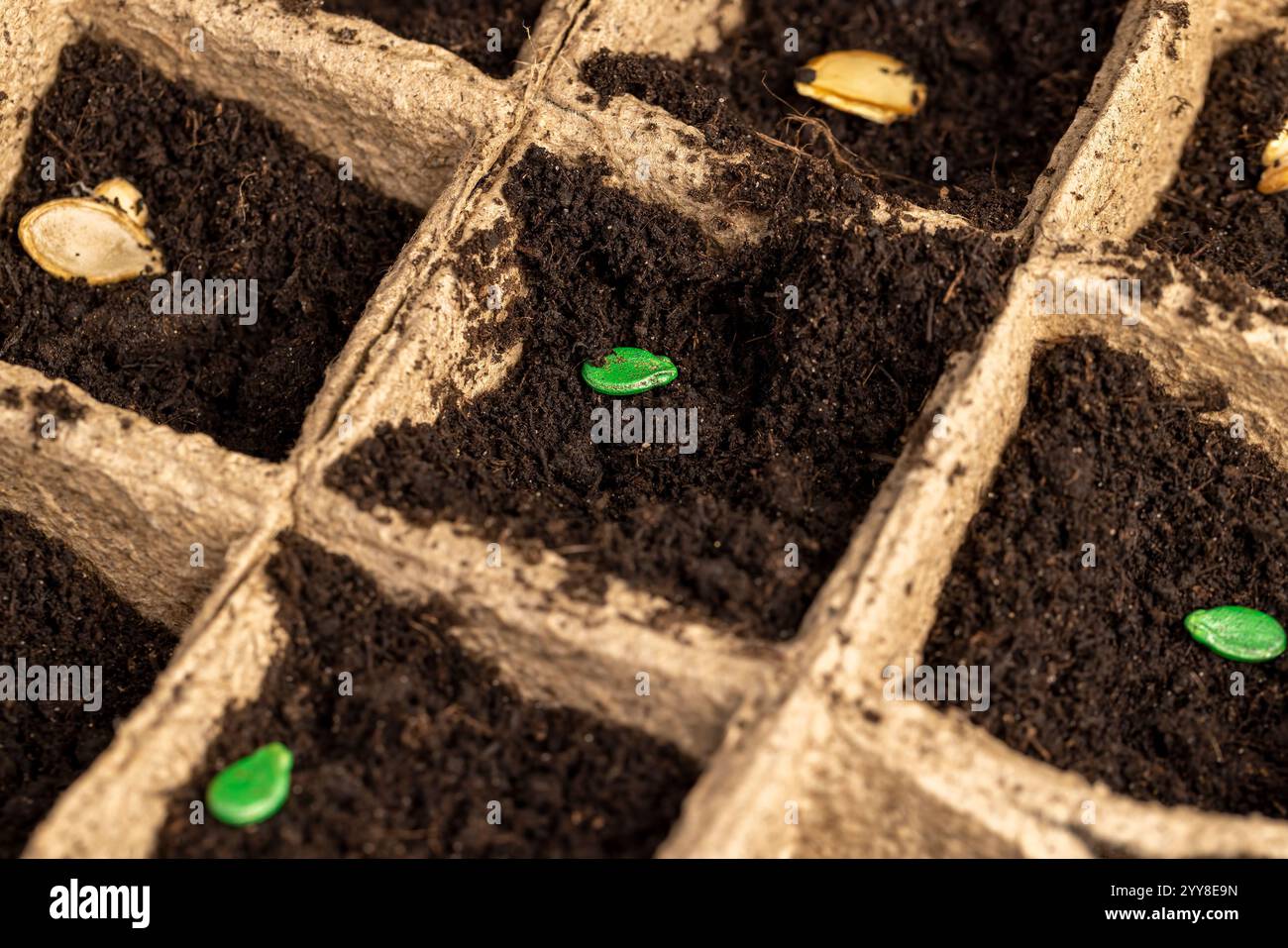 Seed in soil in cardboard cups, poured black soil into paper cups for ...