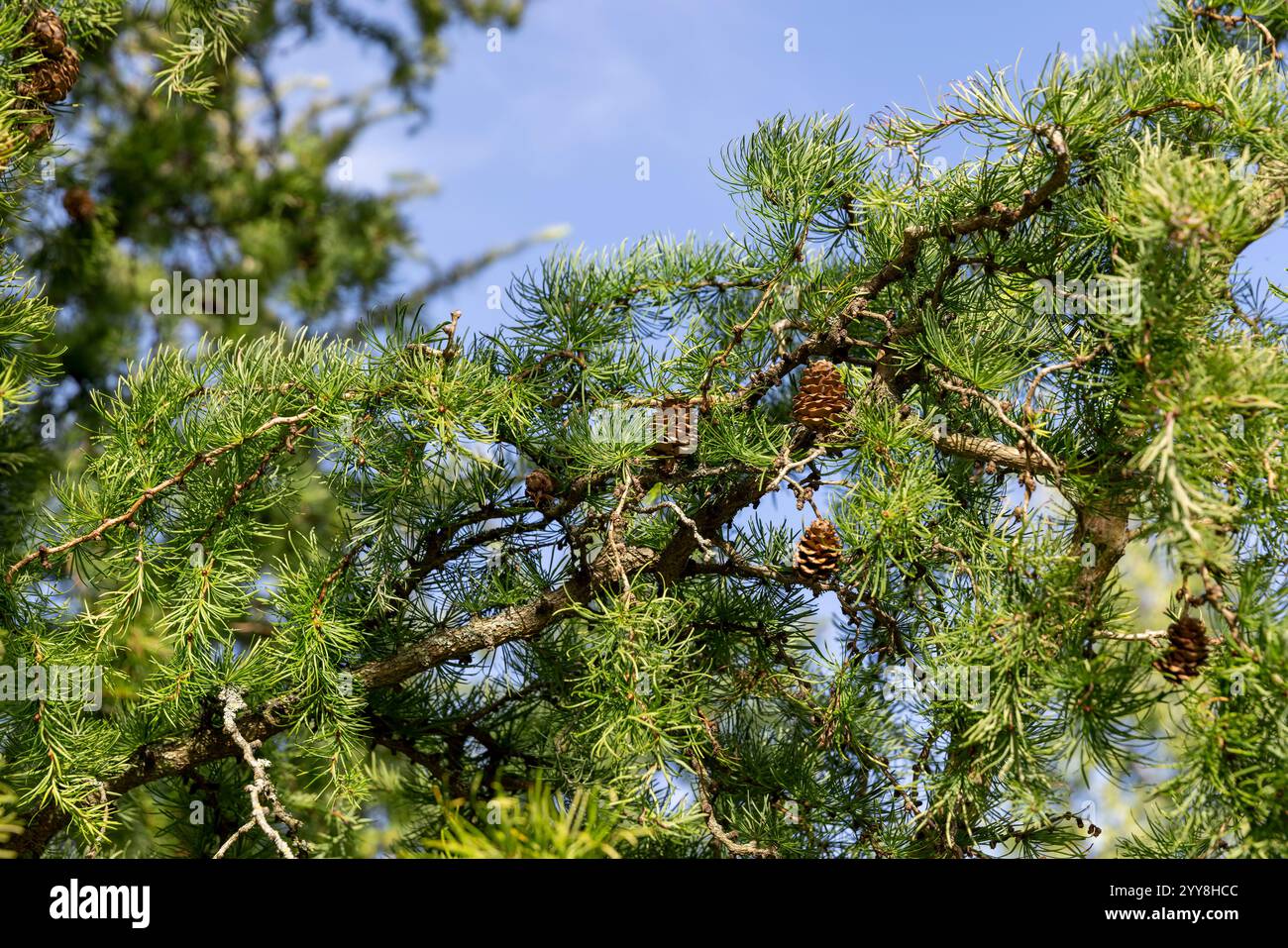 Male cones larch tree hi-res stock photography and images - Alamy