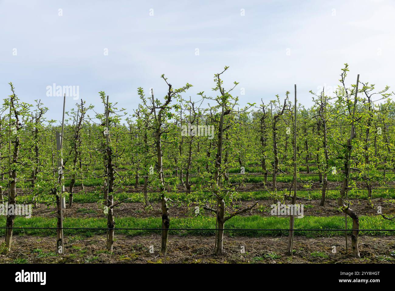 apple trees in the orchard, growing apples and other fruits Stock Photo ...