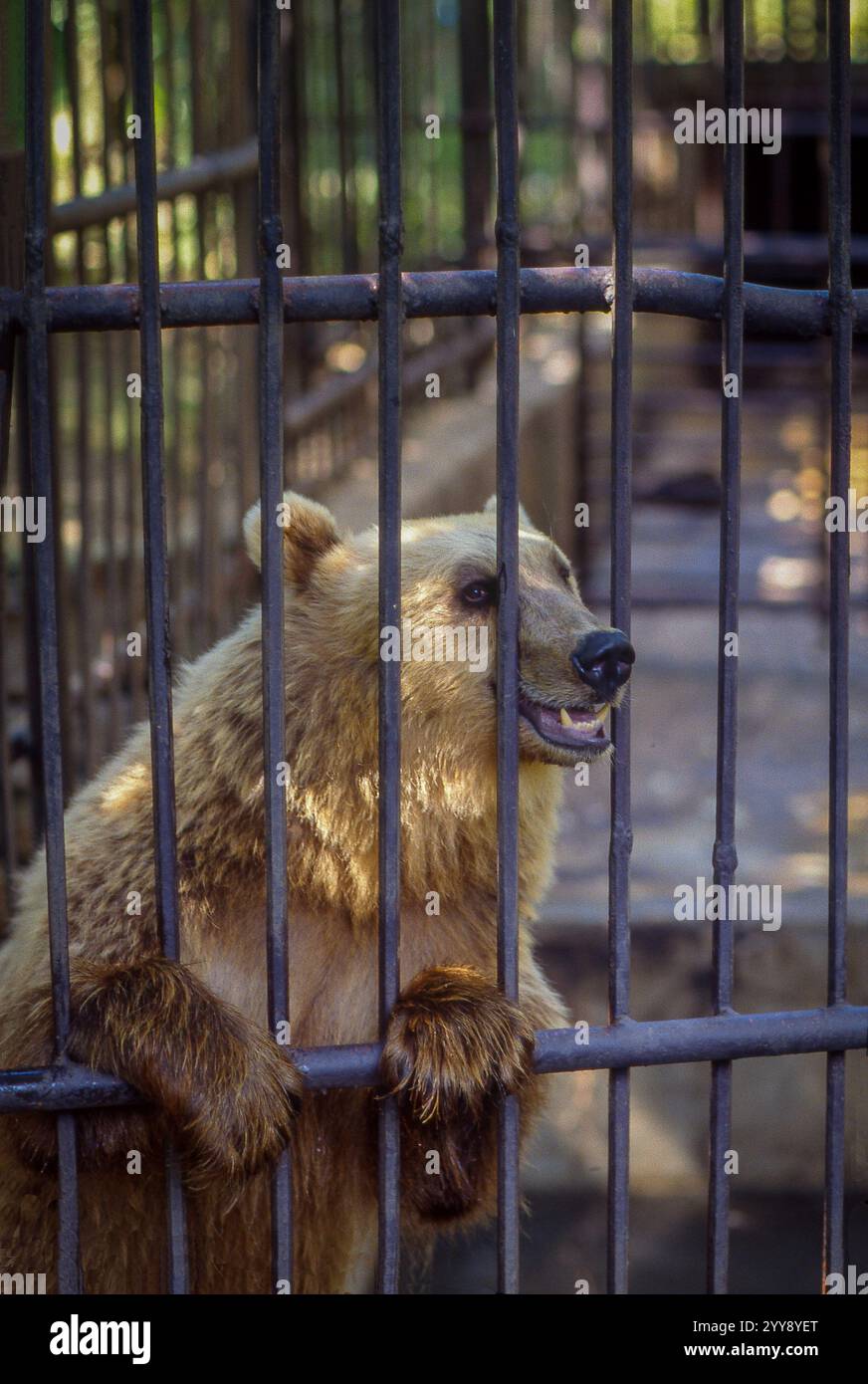 Hungary, brown beers in the zoo in Pecs.. The zoos in eastern europe are filled with beers.The beers were held in captivity at private places and late Stock Photo