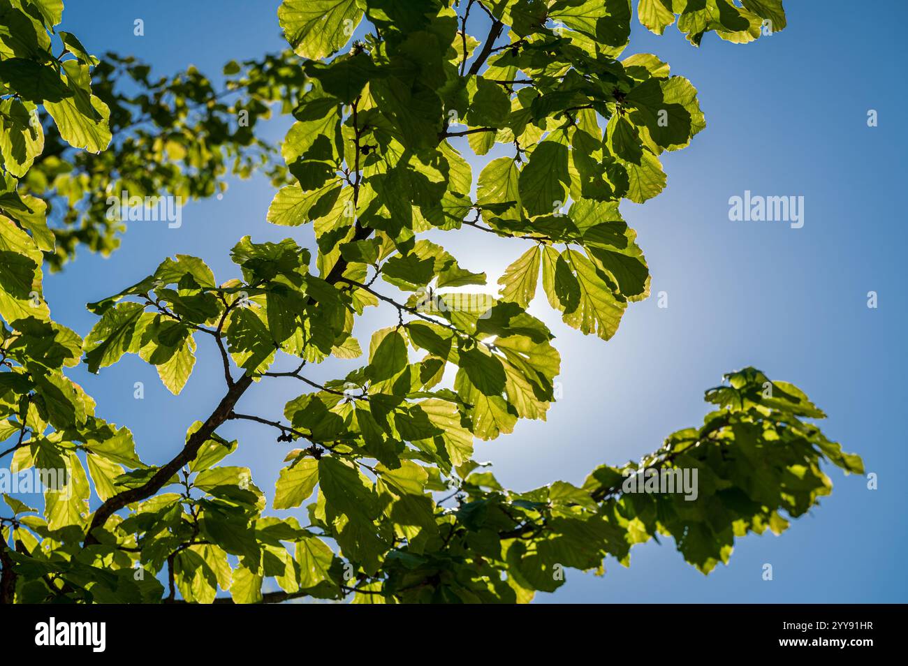 Green leaves detail in nature hi-res stock photography and images - Alamy
