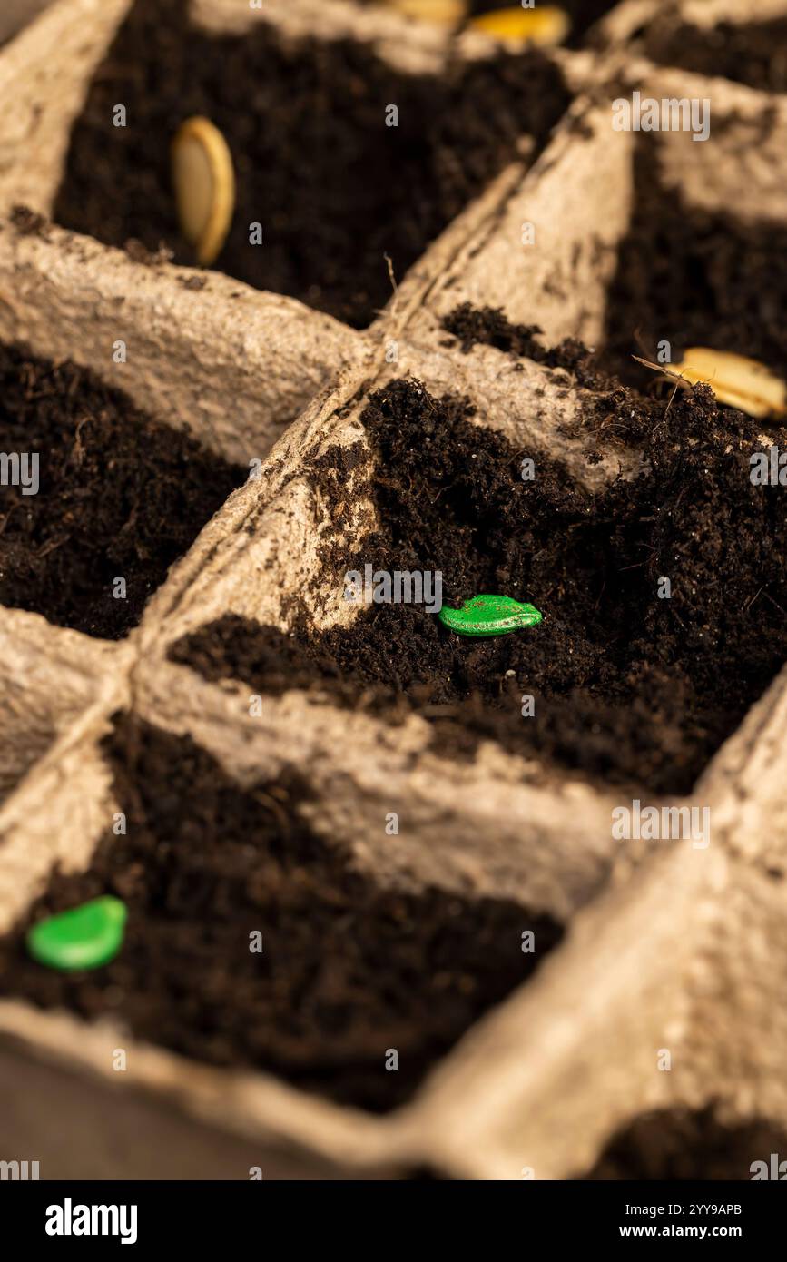 pumpkin seed in dark soil in cardboard cups closeup, poured black soil ...