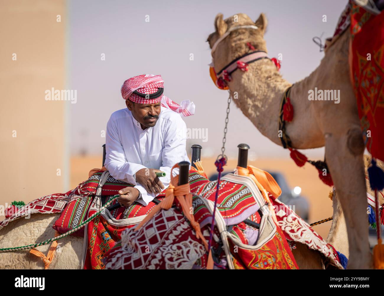 Al-Sayahid, KSA, 14th December 2024: camel rider in traditional ...