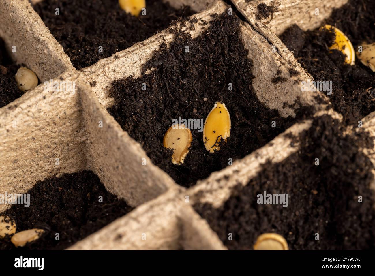 Seed in soil in cardboard cups close up, poured black soil into paper ...