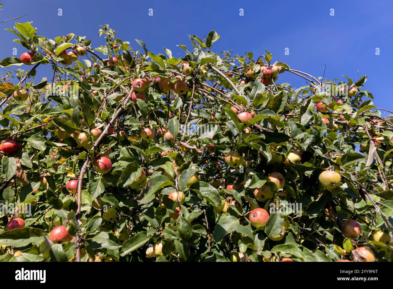 apples hang on the branches of a tree closeup, a ripe apple harvest on ...