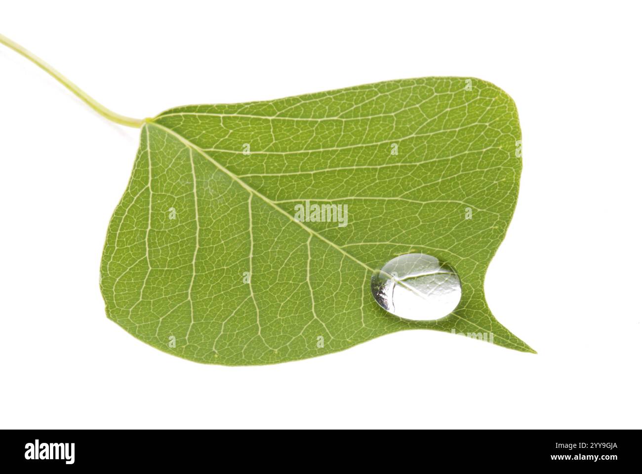 Green leaf with drop isolated on white background, nature concept Stock ...