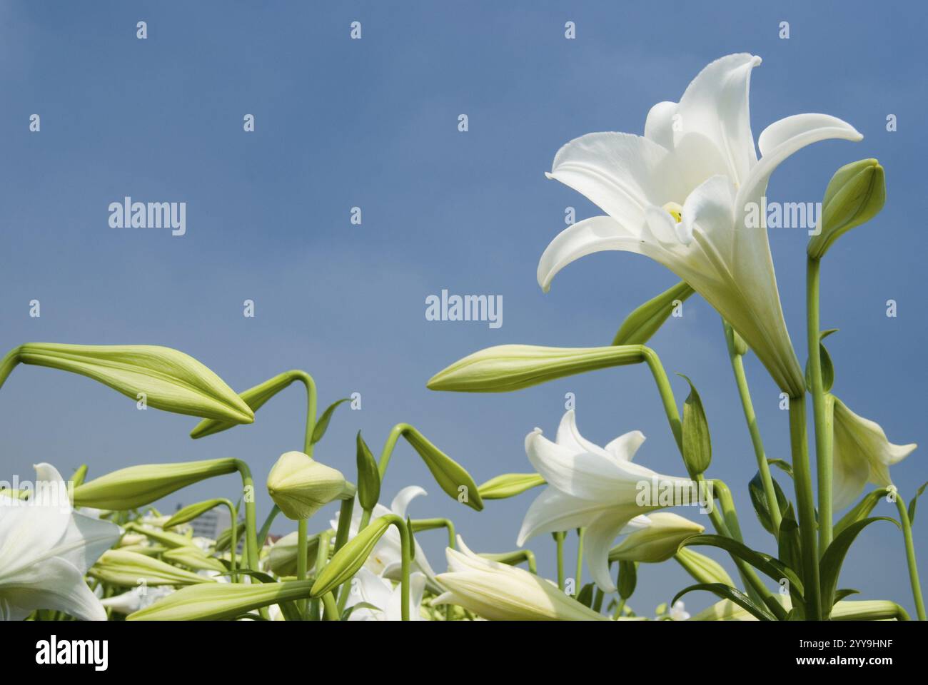 Field of white lilies hi-res stock photography and images - Alamy