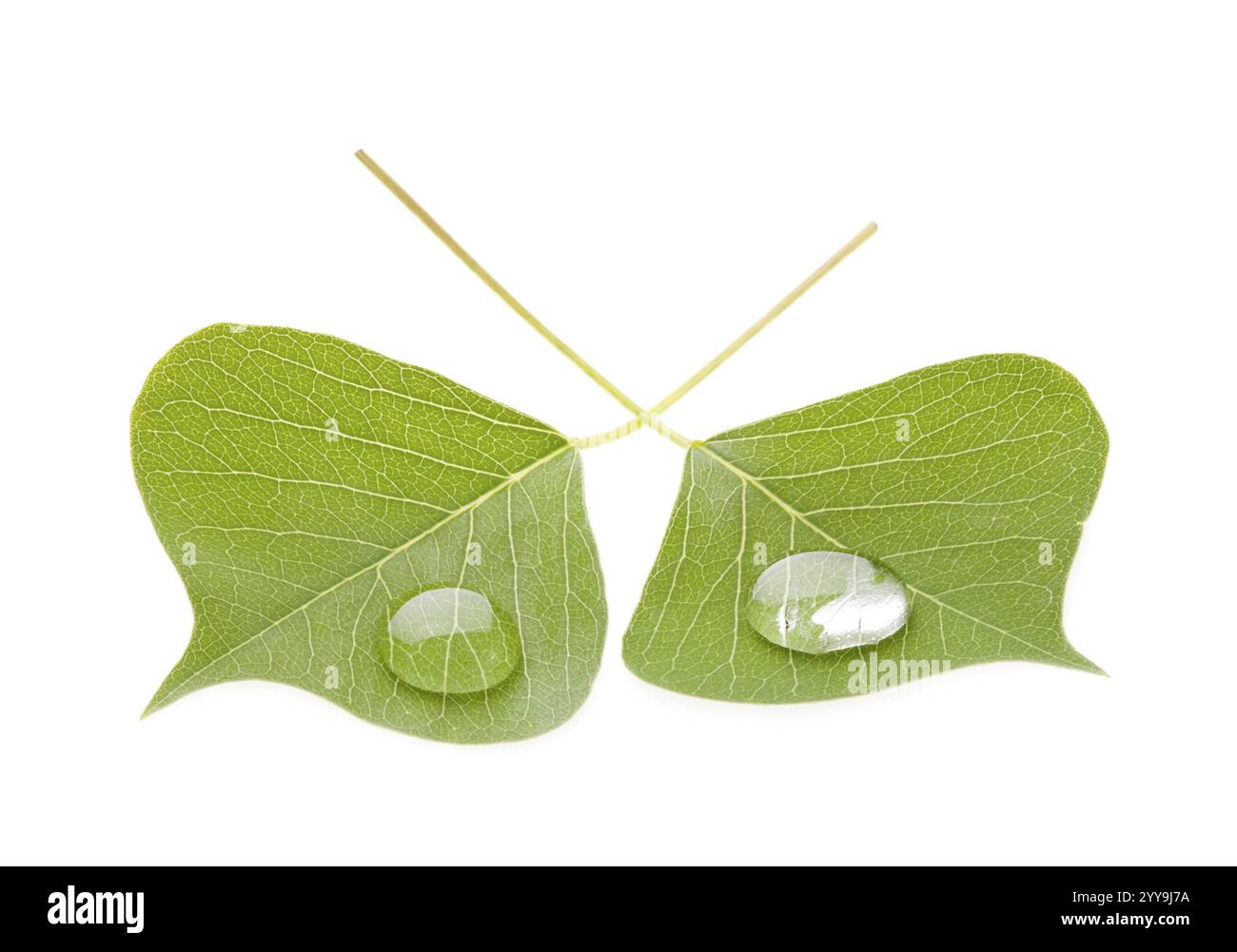 Green leaf with drop isolated on white background, nature concept Stock ...