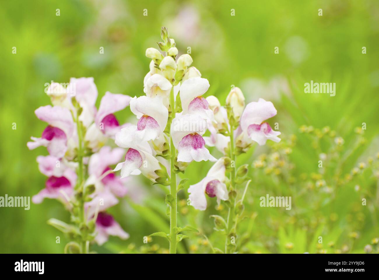 Colorful snapdragon flowers (Antirrhinum majus) in wild with fresh green background Stock Photo