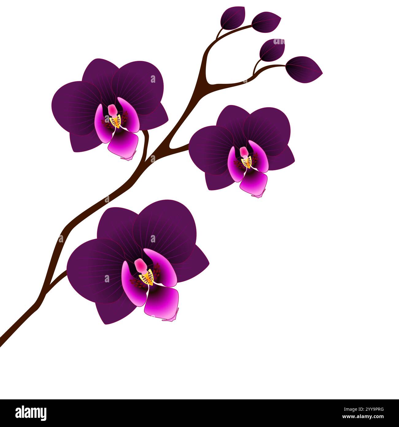 Orchids on a white background Stock Vector Image & Art - Alamy