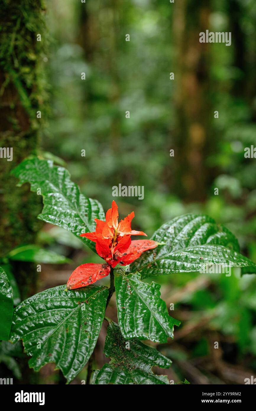 Sinchi Warmi, Amazonia, Napo Province, Ecuador Stock Photo
