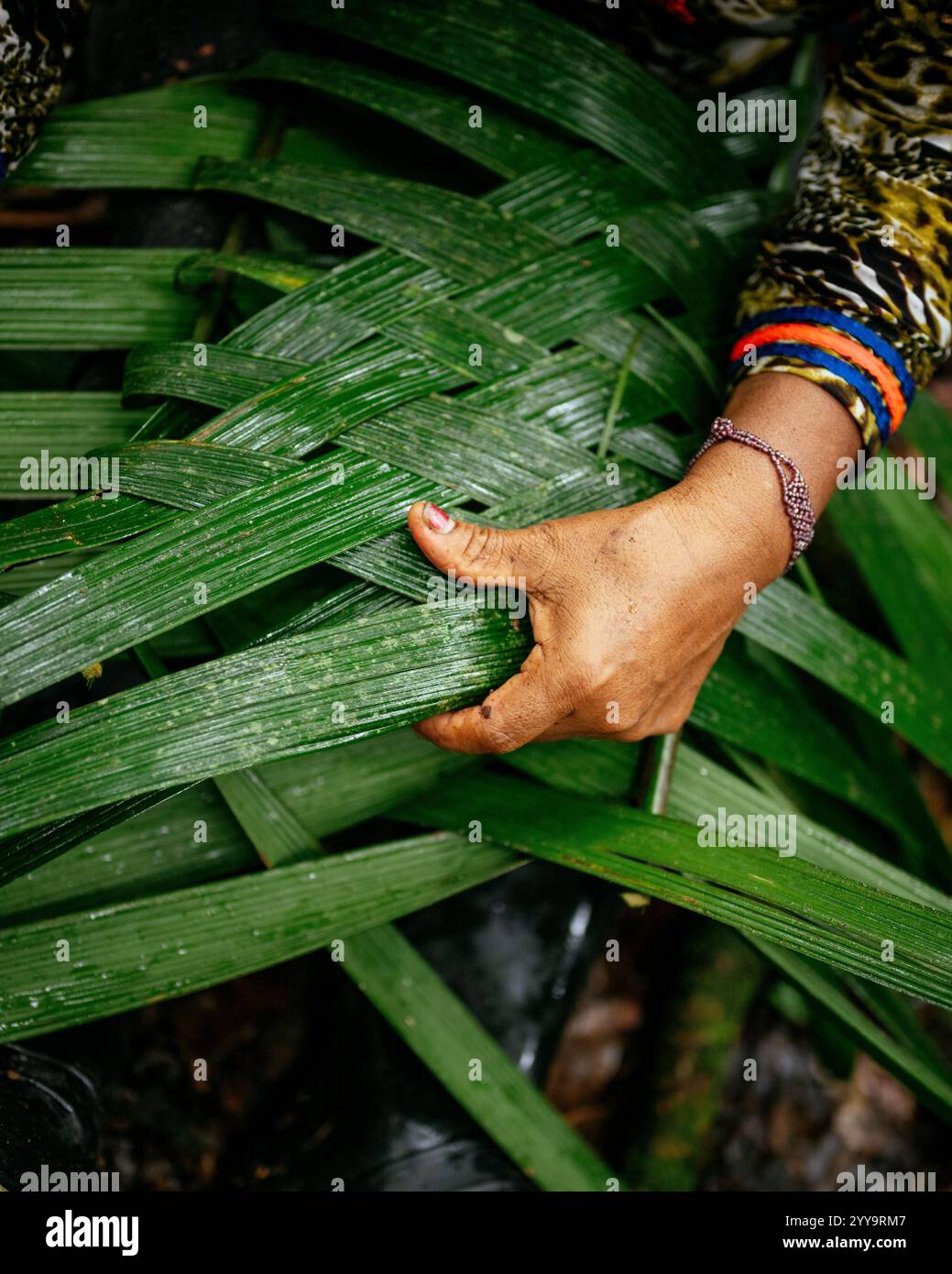 Sinchi Warmi, Amazonia, Napo Province, Ecuador Stock Photo