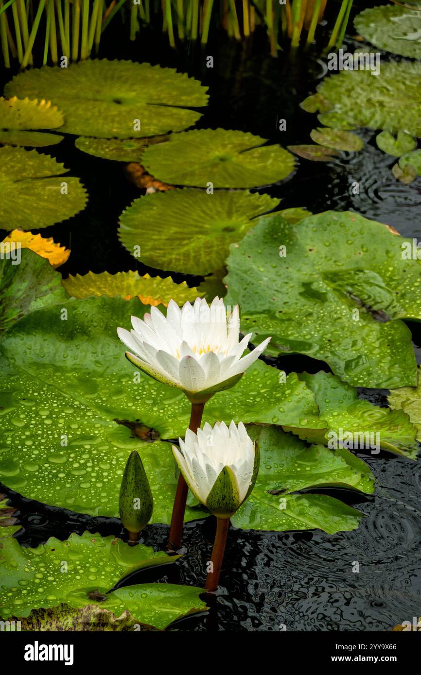 Dot Leaf Water Lily on a rainy day in the garden Stock Photo - Alamy