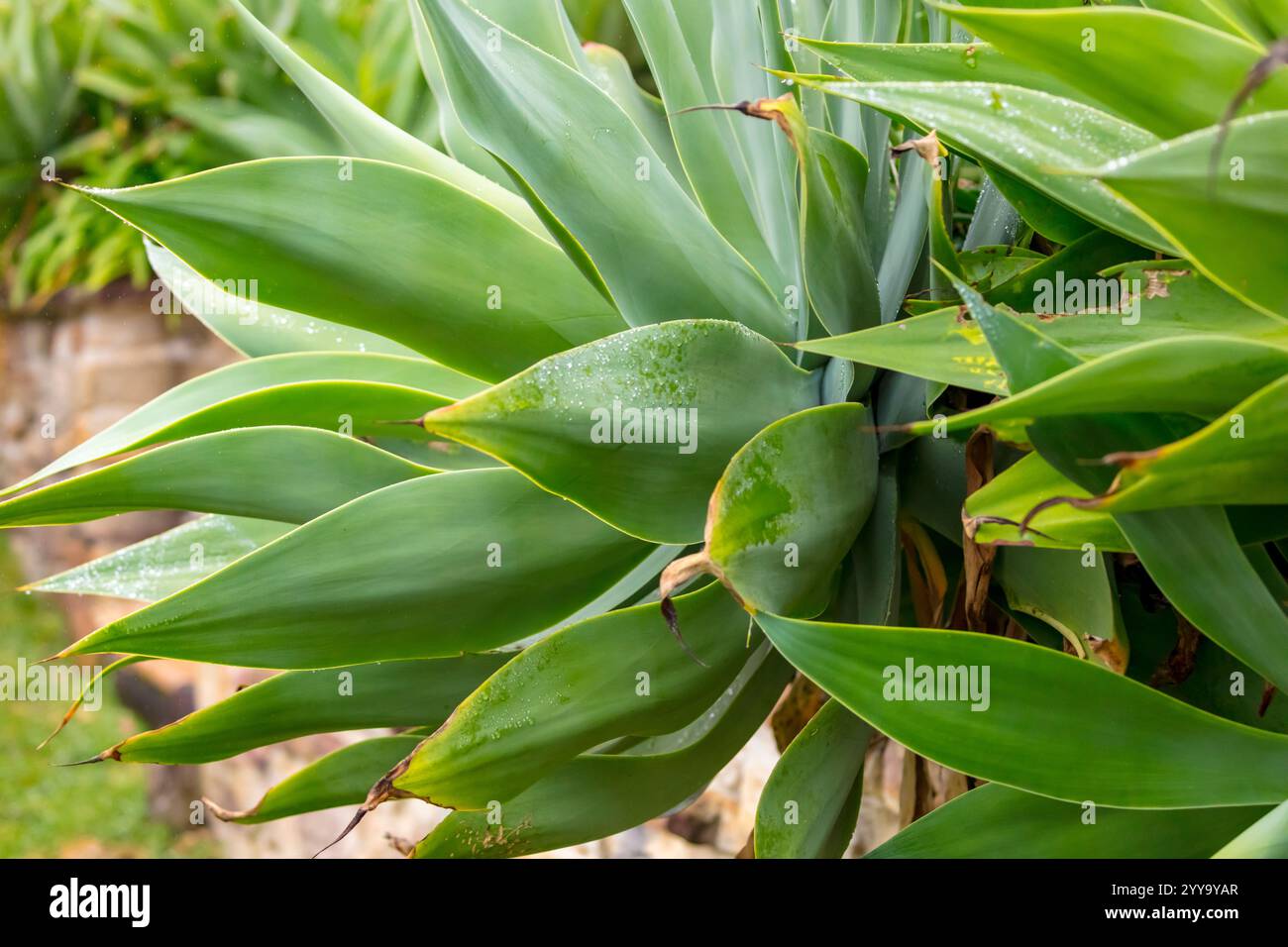 Photograph of a green plant with very large rigid leaves in a domestic ...