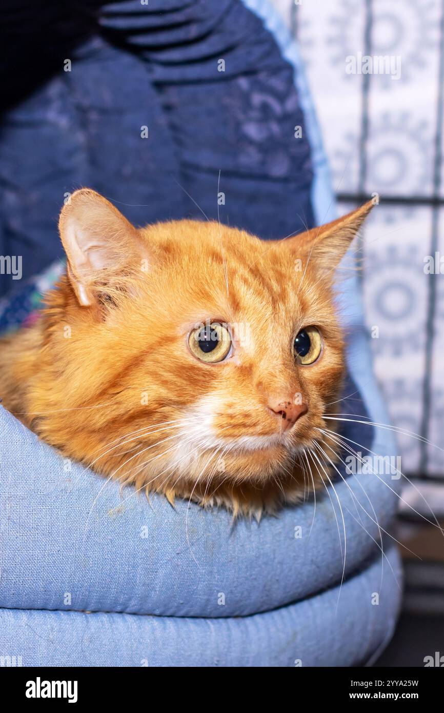 A fluffy orange cat is comfortably laying in a cozy blue bed while ...