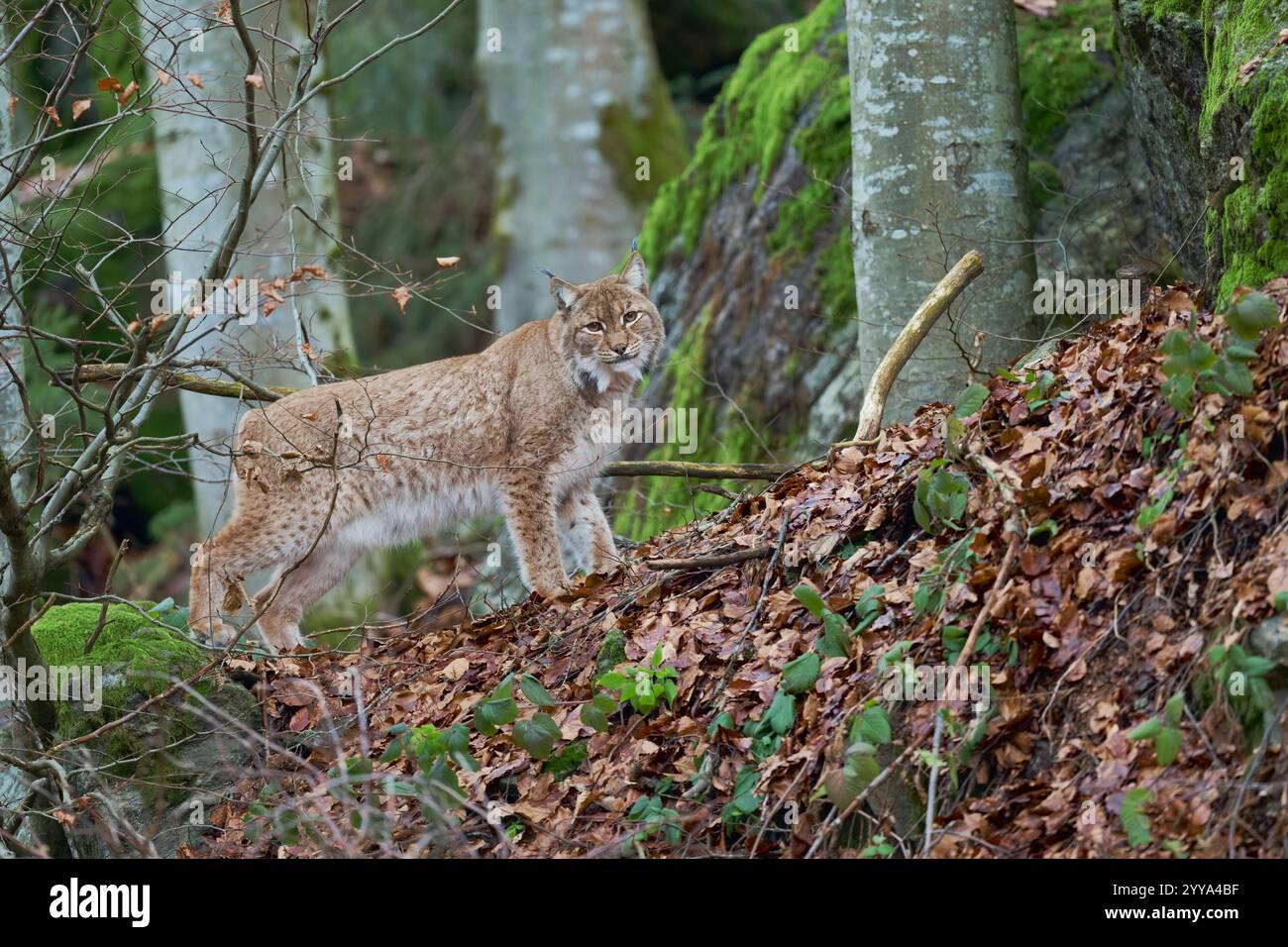 Eurasischer Luchs,Lynx lynx, eurasian lynx Stock Photo