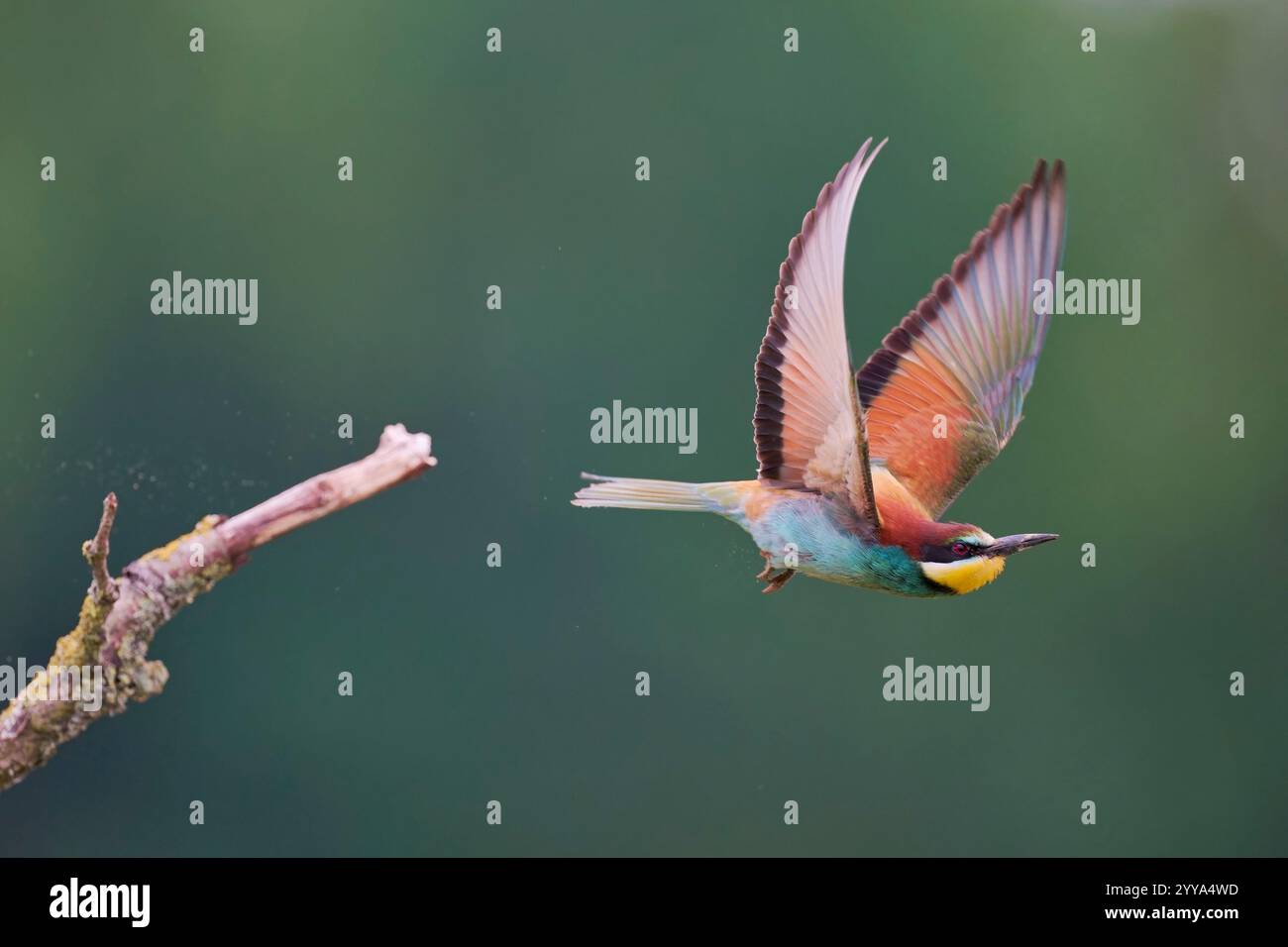 Bienenfresser, European bee eater, Merops apiaster Stock Photo