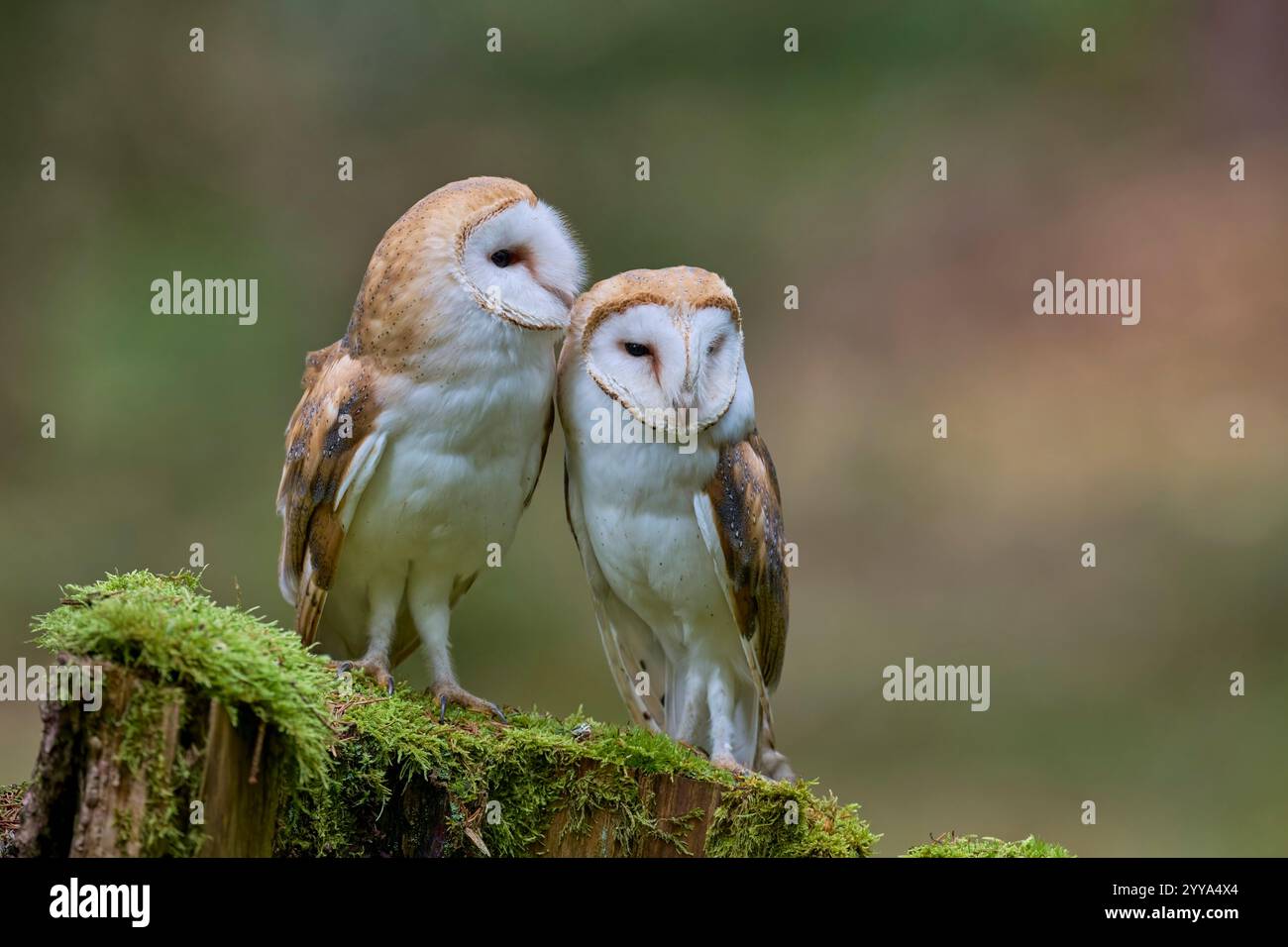 Schleiereule, Tyto alba, Barn Owl Stock Photo