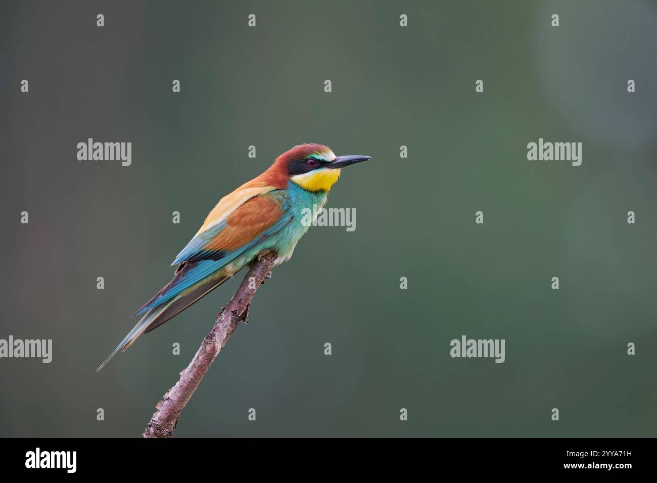 Bienenfresser, European bee eater, Merops apiaster Stock Photo