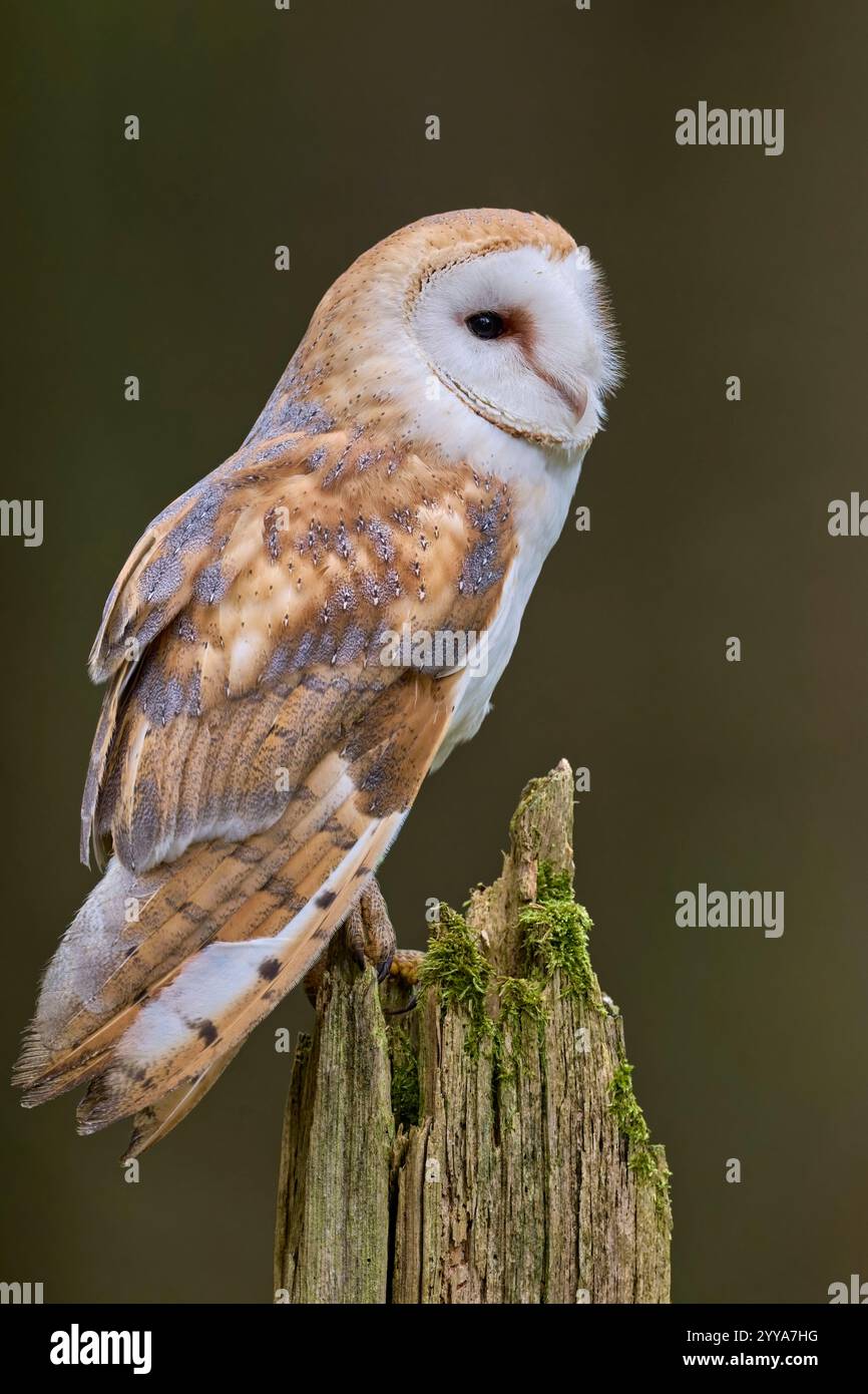 Schleiereule, Tyto alba, Barn Owl Stock Photo