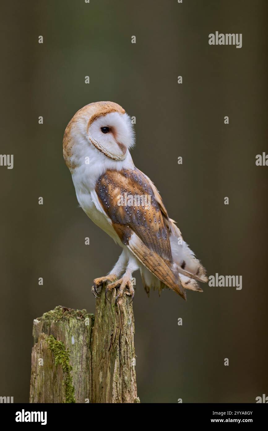 Schleiereule, Tyto alba, Barn Owl Stock Photo