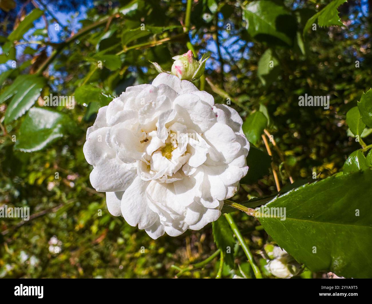 Ground White Roses Creeping Ground Cover Rose 30 Best Ground Cover Flowers And Plants For