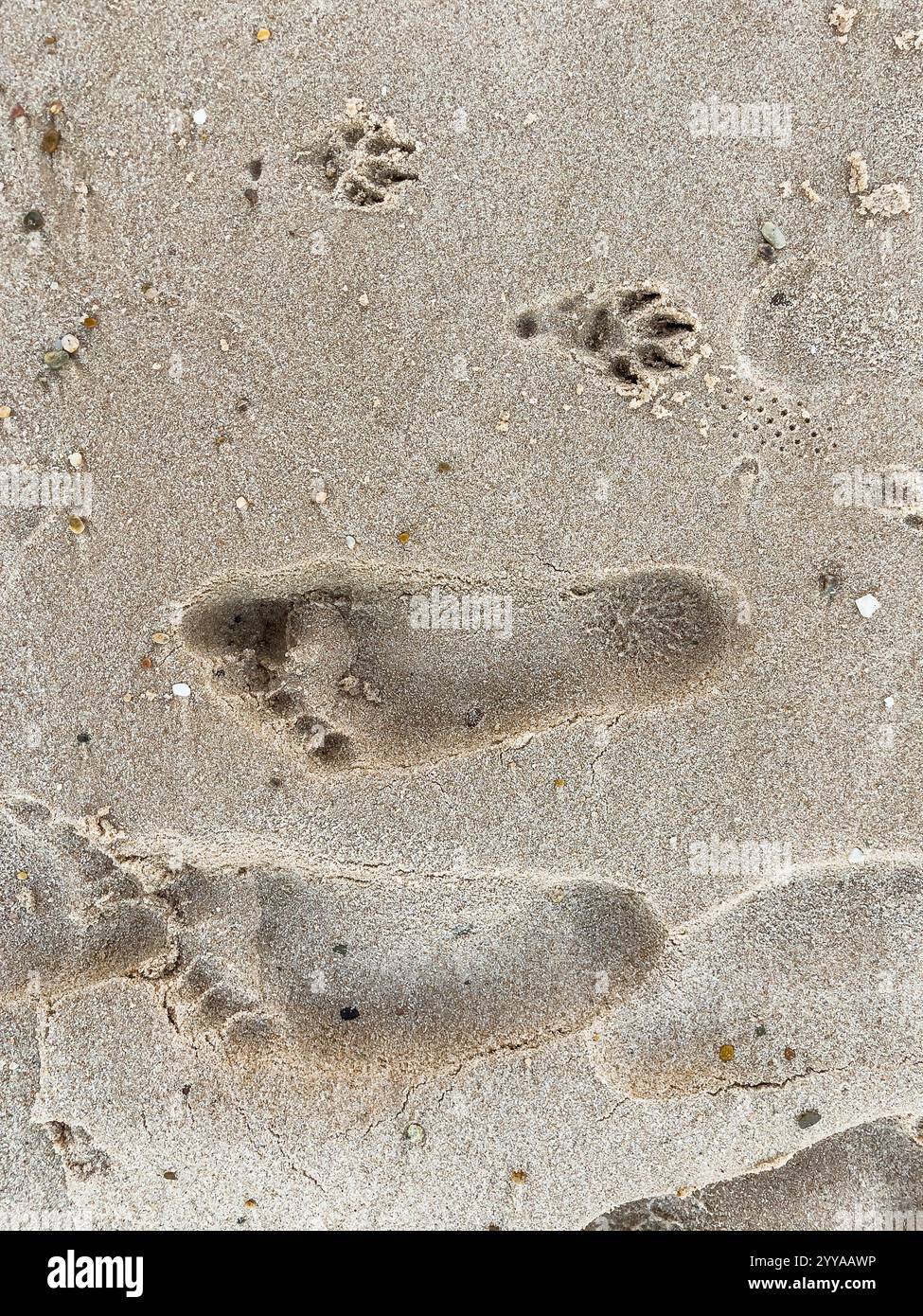 Human and dog footprint in the sand on the beach at Qatar Stock Photo