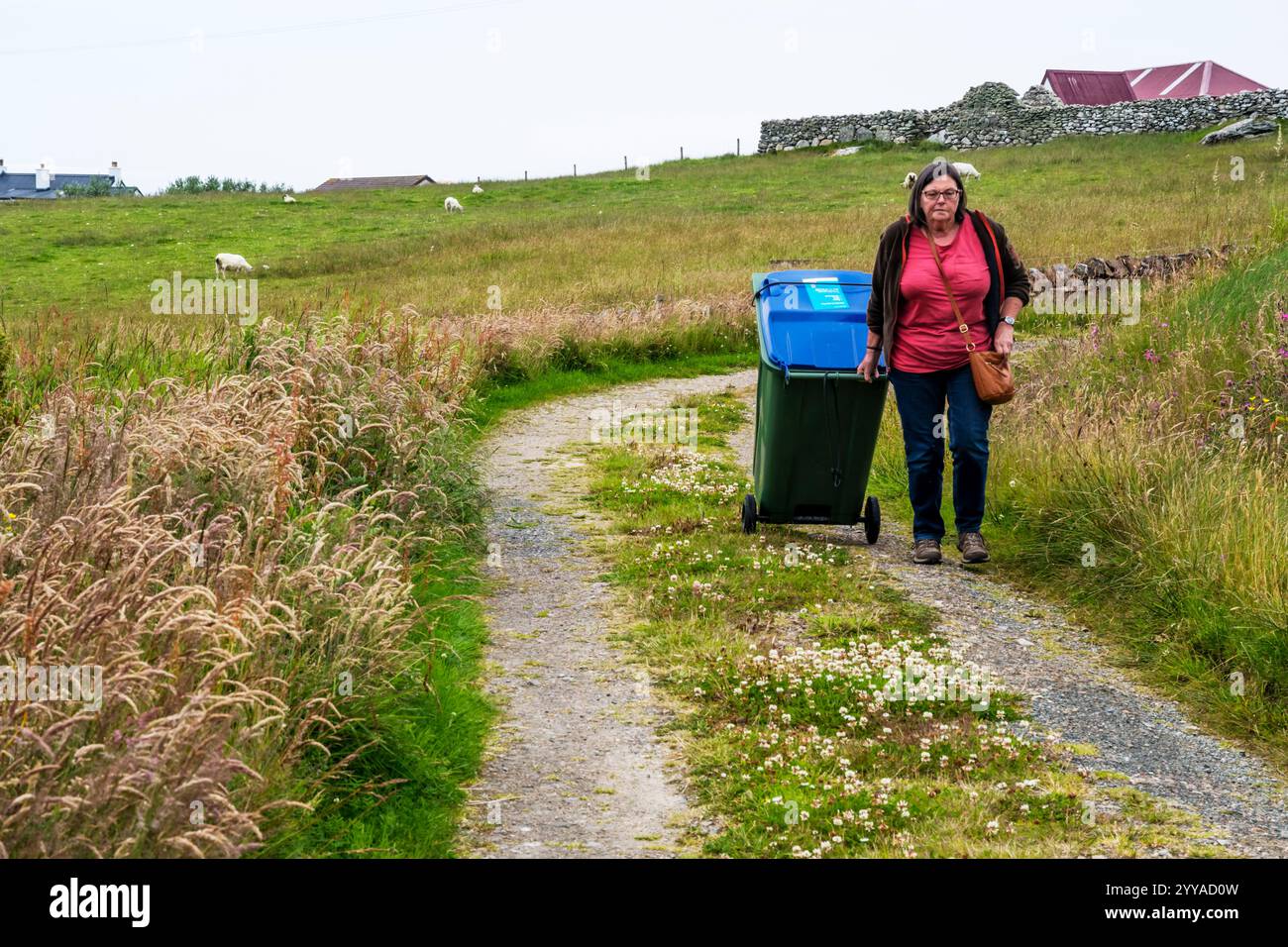 Woman taking wheelie bin along track to and from main road for collection.  On the island of Yell, Shetland. Stock Photo