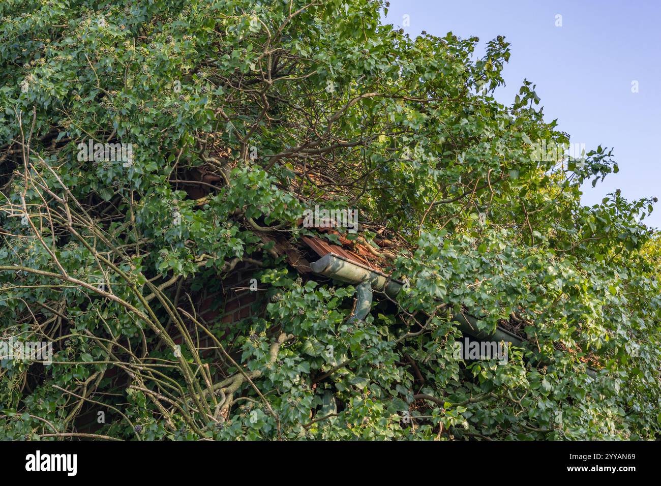 Ivy has completely overgrown the old building Stock Photo