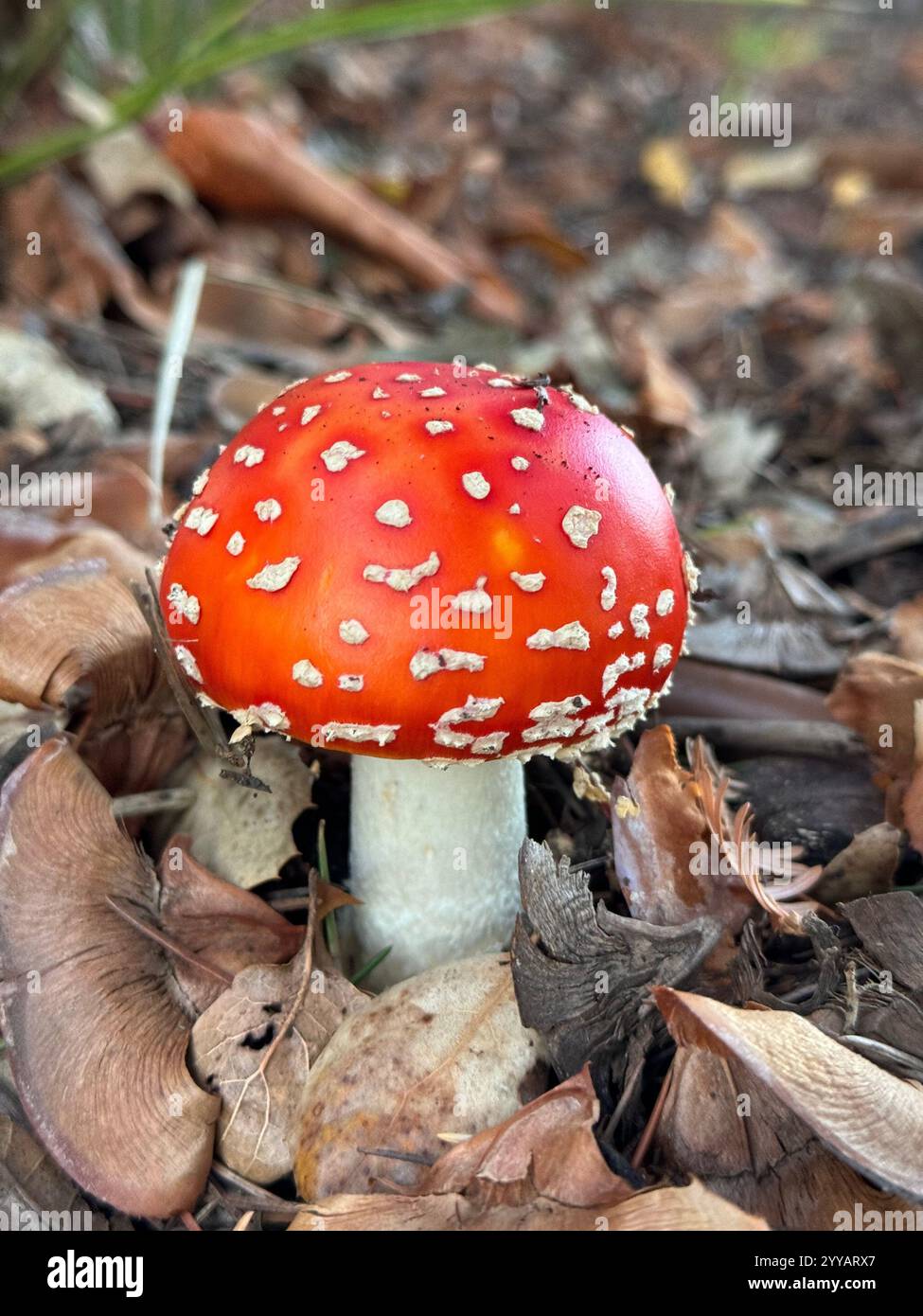 The toxic Fly Agaric Mushroom (Amanita Muscaria) growing underneath a tree after heavy rains. Known for its appearance in Alice in Wonderland. - Smartphone Captured Stock Image